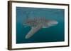 Whale Shark (Rhincodon Typus), Filter Feeding Underwater Off El Mogote, Near La Paz-Michael Nolan-Framed Photographic Print