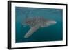 Whale Shark (Rhincodon Typus), Filter Feeding Underwater Off El Mogote, Near La Paz-Michael Nolan-Framed Photographic Print