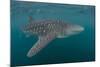 Whale Shark (Rhincodon Typus), Filter Feeding Underwater Off El Mogote, Near La Paz-Michael Nolan-Mounted Photographic Print