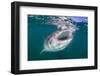 Whale Shark (Rhincodon Typus), Filter Feeding Underwater Off El Mogote, Near La Paz-Michael Nolan-Framed Photographic Print