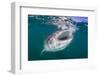 Whale Shark (Rhincodon Typus), Filter Feeding Underwater Off El Mogote, Near La Paz-Michael Nolan-Framed Photographic Print