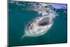 Whale Shark (Rhincodon Typus), Filter Feeding Underwater Off El Mogote, Near La Paz-Michael Nolan-Mounted Photographic Print