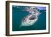 Whale Shark (Rhincodon Typus), Filter Feeding Underwater Off El Mogote, Near La Paz-Michael Nolan-Framed Photographic Print