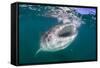 Whale Shark (Rhincodon Typus), Filter Feeding Underwater Off El Mogote, Near La Paz-Michael Nolan-Framed Stretched Canvas