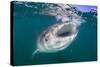 Whale Shark (Rhincodon Typus), Filter Feeding Underwater Off El Mogote, Near La Paz-Michael Nolan-Stretched Canvas