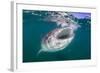 Whale Shark (Rhincodon Typus), Filter Feeding Underwater Off El Mogote, Near La Paz-Michael Nolan-Framed Photographic Print