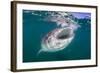 Whale Shark (Rhincodon Typus), Filter Feeding Underwater Off El Mogote, Near La Paz-Michael Nolan-Framed Photographic Print