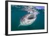 Whale Shark (Rhincodon Typus), Filter Feeding Underwater Off El Mogote, Near La Paz-Michael Nolan-Framed Photographic Print