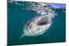 Whale Shark (Rhincodon Typus), Filter Feeding Underwater Off El Mogote, Near La Paz-Michael Nolan-Mounted Photographic Print