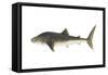 Whale Shark (Rhincodon Typus), Fishes-Encyclopaedia Britannica-Framed Stretched Canvas