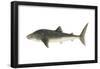 Whale Shark (Rhincodon Typus), Fishes-Encyclopaedia Britannica-Framed Poster