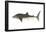 Whale Shark (Rhincodon Typus), Fishes-Encyclopaedia Britannica-Framed Poster