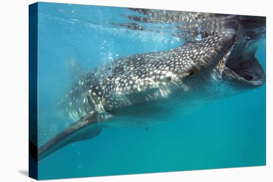 Whale Shark (Rhincodon Typus), Oslob, Cebu, the Visayas, Philippines, Southeast Asia, Asia-Christian Kober-Stretched Canvas