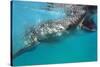 Whale Shark (Rhincodon Typus), Oslob, Cebu, the Visayas, Philippines, Southeast Asia, Asia-Christian Kober-Stretched Canvas