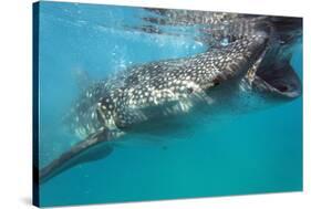 Whale Shark (Rhincodon Typus), Oslob, Cebu, the Visayas, Philippines, Southeast Asia, Asia-Christian Kober-Stretched Canvas