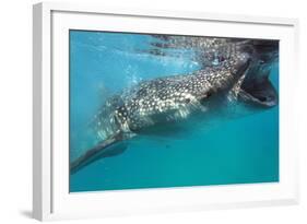 Whale Shark (Rhincodon Typus), Oslob, Cebu, the Visayas, Philippines, Southeast Asia, Asia-Christian Kober-Framed Photographic Print