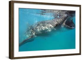 Whale Shark (Rhincodon Typus), Oslob, Cebu, the Visayas, Philippines, Southeast Asia, Asia-Christian Kober-Framed Photographic Print