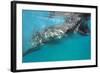 Whale Shark (Rhincodon Typus), Oslob, Cebu, the Visayas, Philippines, Southeast Asia, Asia-Christian Kober-Framed Photographic Print