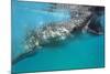 Whale Shark (Rhincodon Typus), Oslob, Cebu, the Visayas, Philippines, Southeast Asia, Asia-Christian Kober-Mounted Photographic Print