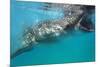 Whale Shark (Rhincodon Typus), Oslob, Cebu, the Visayas, Philippines, Southeast Asia, Asia-Christian Kober-Mounted Photographic Print