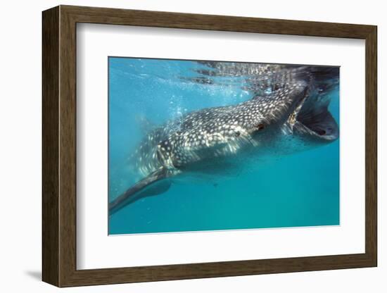 Whale Shark (Rhincodon Typus), Oslob, Cebu, the Visayas, Philippines, Southeast Asia, Asia-Christian Kober-Framed Photographic Print