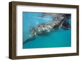 Whale Shark (Rhincodon Typus), Oslob, Cebu, the Visayas, Philippines, Southeast Asia, Asia-Christian Kober-Framed Photographic Print