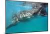 Whale Shark (Rhincodon Typus), Oslob, Cebu, the Visayas, Philippines, Southeast Asia, Asia-Christian Kober-Mounted Photographic Print