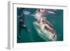 Whale Shark (Rhincodon Typus) Underwater with Snorkelers Off El Mogote, Near La Paz-Michael Nolan-Framed Photographic Print