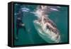 Whale Shark (Rhincodon Typus) Underwater with Snorkelers Off El Mogote, Near La Paz-Michael Nolan-Framed Stretched Canvas