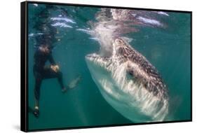 Whale Shark (Rhincodon Typus) Underwater with Snorkelers Off El Mogote, Near La Paz-Michael Nolan-Framed Stretched Canvas
