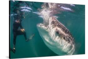 Whale Shark (Rhincodon Typus) Underwater with Snorkelers Off El Mogote, Near La Paz-Michael Nolan-Stretched Canvas