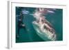 Whale Shark (Rhincodon Typus) Underwater with Snorkelers Off El Mogote, Near La Paz-Michael Nolan-Framed Photographic Print