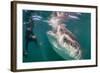 Whale Shark (Rhincodon Typus) Underwater with Snorkelers Off El Mogote, Near La Paz-Michael Nolan-Framed Photographic Print