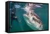 Whale Shark (Rhincodon Typus) Underwater with Snorkelers Off El Mogote, Near La Paz-Michael Nolan-Framed Stretched Canvas