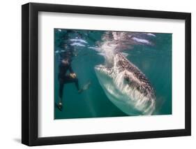 Whale Shark (Rhincodon Typus) Underwater with Snorkelers Off El Mogote, Near La Paz-Michael Nolan-Framed Photographic Print