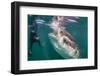 Whale Shark (Rhincodon Typus) Underwater with Snorkelers Off El Mogote, Near La Paz-Michael Nolan-Framed Photographic Print