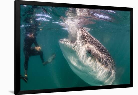 Whale Shark (Rhincodon Typus) Underwater with Snorkelers Off El Mogote, Near La Paz-Michael Nolan-Framed Photographic Print