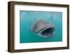 Whale Shark (Rhincodon Typus) Underwater with Snorkelers Off El Mogote, Near La Paz-Michael Nolan-Framed Photographic Print