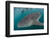 Whale Shark (Rhincodon Typus), Underwater with Snorkelers Off El Mogote, Near La Paz-Michael Nolan-Framed Photographic Print