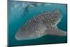 Whale Shark (Rhincodon Typus), Underwater with Snorkelers Off El Mogote, Near La Paz-Michael Nolan-Mounted Photographic Print