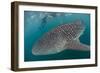 Whale Shark (Rhincodon Typus), Underwater with Snorkelers Off El Mogote, Near La Paz-Michael Nolan-Framed Photographic Print