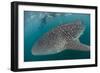 Whale Shark (Rhincodon Typus), Underwater with Snorkelers Off El Mogote, Near La Paz-Michael Nolan-Framed Photographic Print