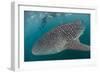 Whale Shark (Rhincodon Typus), Underwater with Snorkelers Off El Mogote, Near La Paz-Michael Nolan-Framed Photographic Print