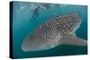 Whale Shark (Rhincodon Typus), Underwater with Snorkelers Off El Mogote, Near La Paz-Michael Nolan-Stretched Canvas