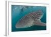 Whale Shark (Rhincodon Typus), Underwater with Snorkelers Off El Mogote, Near La Paz-Michael Nolan-Framed Photographic Print