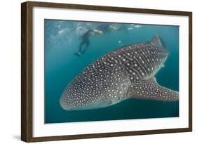 Whale Shark (Rhincodon Typus), Underwater with Snorkelers Off El Mogote, Near La Paz-Michael Nolan-Framed Photographic Print