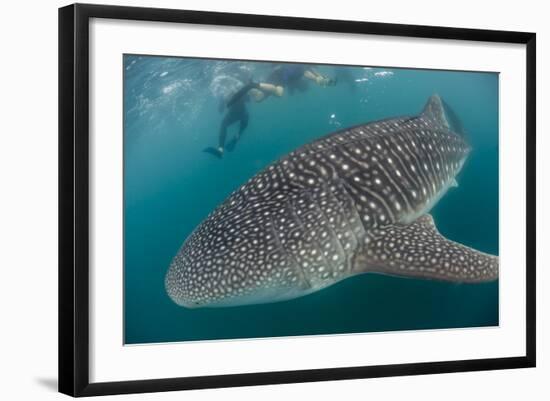 Whale Shark (Rhincodon Typus), Underwater with Snorkelers Off El Mogote, Near La Paz-Michael Nolan-Framed Photographic Print