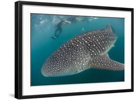 Whale Shark (Rhincodon Typus), Underwater with Snorkelers Off El Mogote, Near La Paz-Michael Nolan-Framed Photographic Print