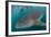 Whale Shark (Rhincodon Typus), Underwater with Snorkelers Off El Mogote, Near La Paz-Michael Nolan-Framed Photographic Print