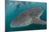 Whale Shark (Rhincodon Typus), Underwater with Snorkelers Off El Mogote, Near La Paz-Michael Nolan-Mounted Photographic Print